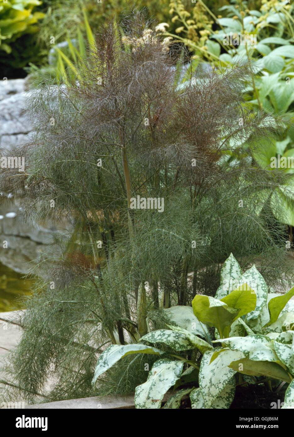 Fennel - Bronze - (Foeniculum vulgare `Purpurascens')   HER022718  /Photoshot Stock Photo